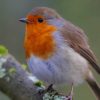 Brown And White Bird On Tree Branch paint by numbers