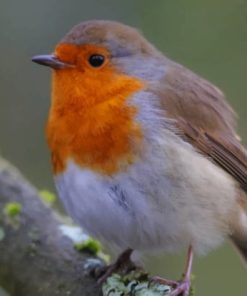 Brown And White Bird On Tree Branch paint by numbers