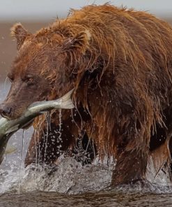 Brown Bear Hunting Fish paint by numbers