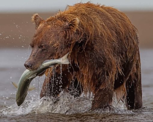 Brown Bear Hunting Fish paint by numbers