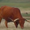 Brown Buffalo Longhorn Texas paint by numbers