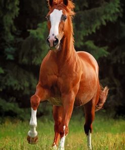 Brown Chestnut Horse paint by numbers