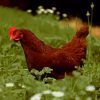 Brown Chicken In Grass Field paint by numbers