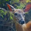 Brown Deer In Forest paint by numbers