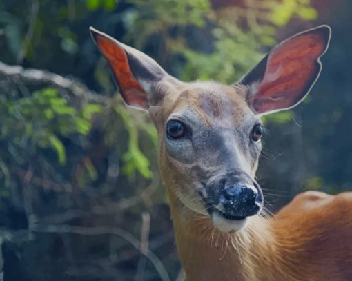 Brown Deer In Forest paint by numbers