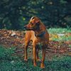 Brown Dog In Forest paint by numbers