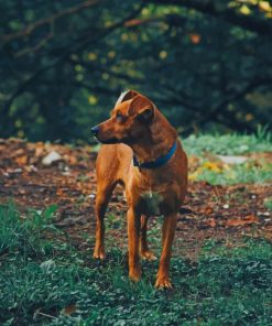 Brown Dog In Forest paint by numbers