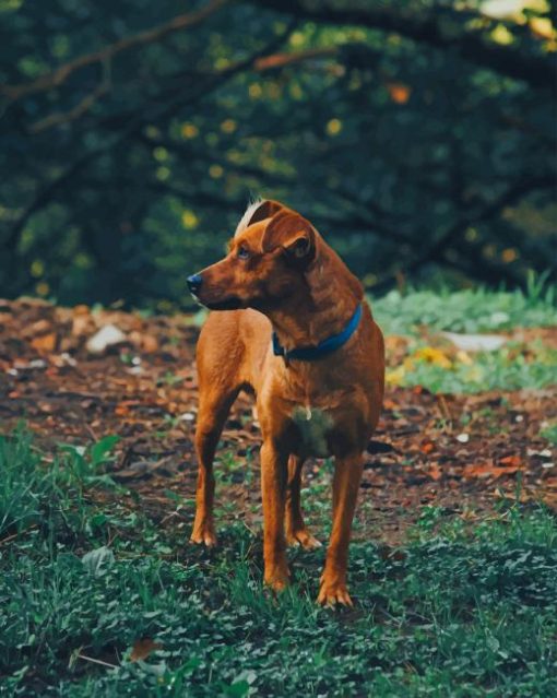 Brown Dog In Forest paint by numbers