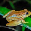 Brown Frog On Leaf paint by numbers