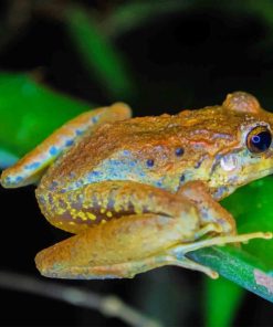 Brown Frog On Leaf paint by numbers