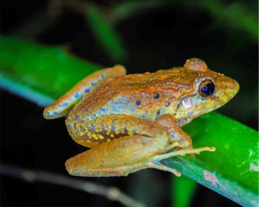 Brown Frog On Leaf paint by numbers