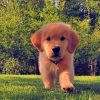 Brown Golden Retriever Puppy paint by numbers