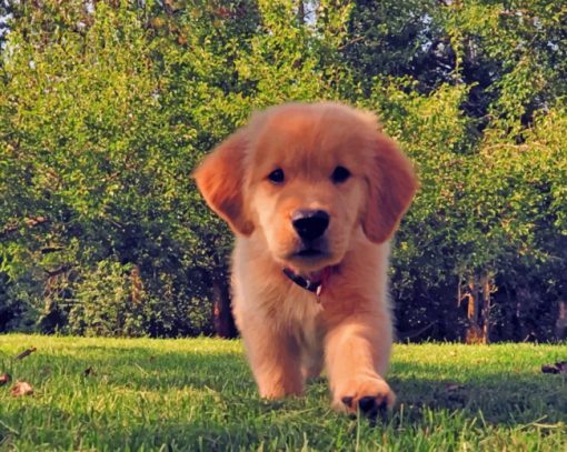 Brown Golden Retriever Puppy paint by numbers