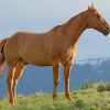 Brown Horse During Daytime paint by numbers