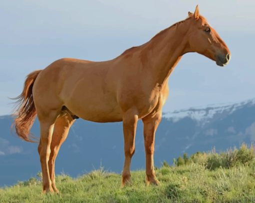 Brown Horse During Daytime paint by numbers