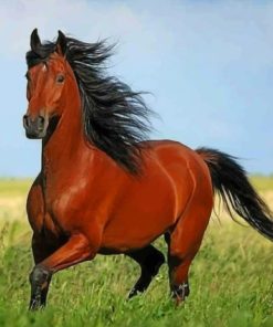 Brown Horse With Black Hair paint by numbers