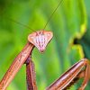 Brown Mantis Insect paint by numbers