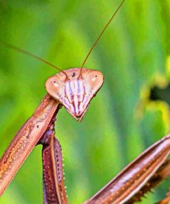 Brown Mantis Insect paint by numbers