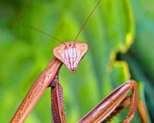 Brown Mantis Insect paint by numbers