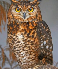 Brown Owl paint by numbers