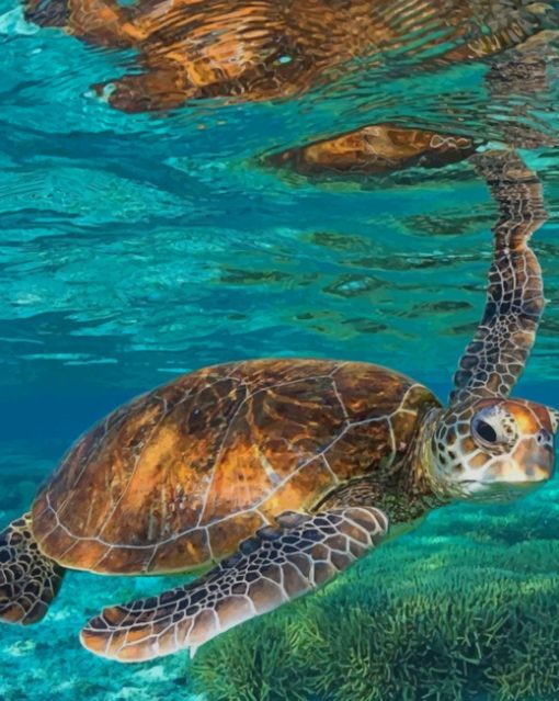 Brown Sea turtle paint by numbers