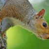 Brown Squirrel On Tree Trunk paint by numbers