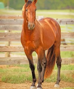 Brown Horse paint by numbers