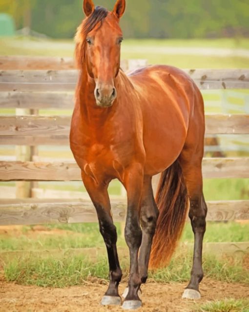 Brown Horse paint by numbers