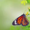 Butterfly Eating Green Leafs paint by numbers