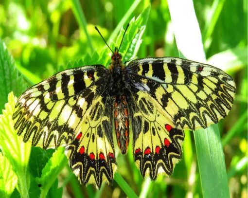 Butterfly Macro Nature Insect paint by numbers