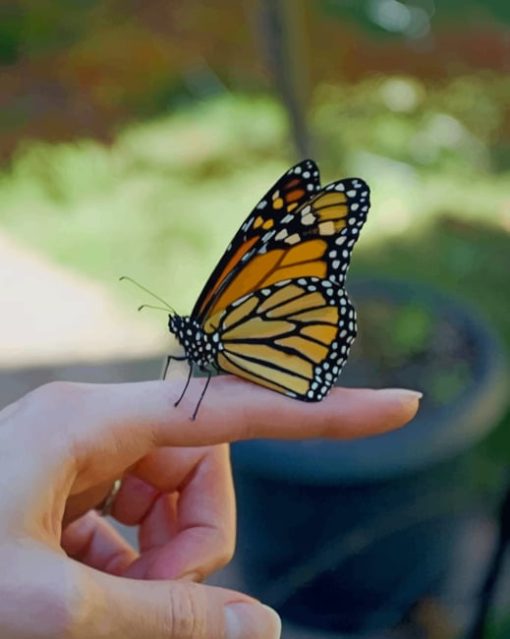 Butterfly On Finger paint by numbers