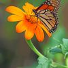 Butterfly On The Flower paint by numbers