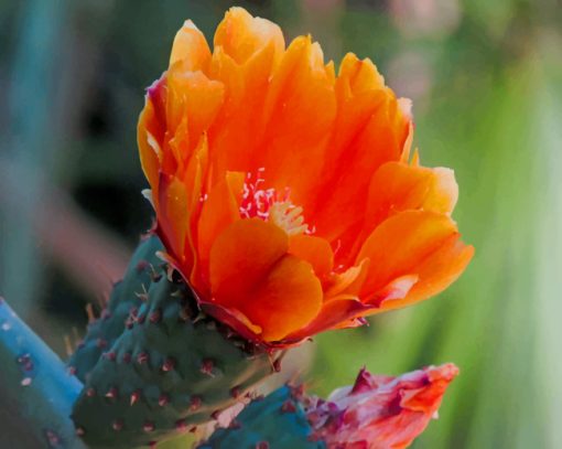 Cactus Orange Flower paint by numbers