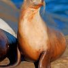 California Sea Lion On The Rock paint by numbers