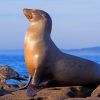 California Sea Lion paint by numbers