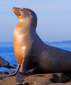 California Sea Lion paint by numbers