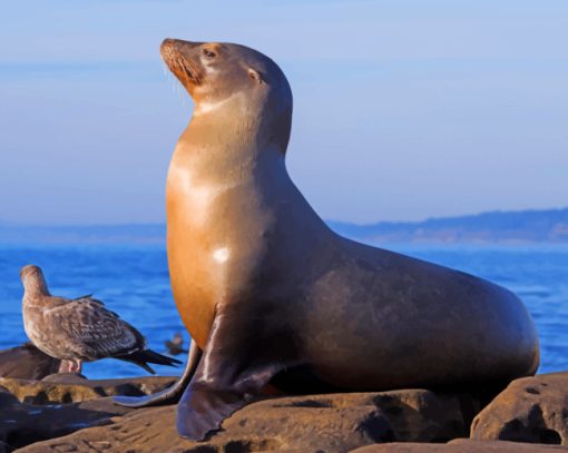 California Sea Lion paint by numbers