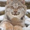 Canadian Lynx Kitten paint by numbers