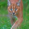 Caracal Cat paint by numbers