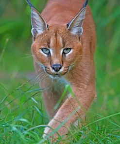 Caracal Cat paint by numbers