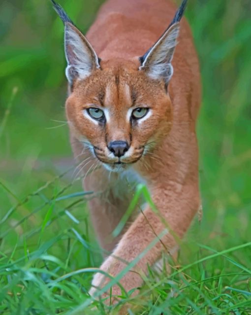 Caracal Cat paint by numbers