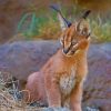 Baby Caracal Cat paint by numbers