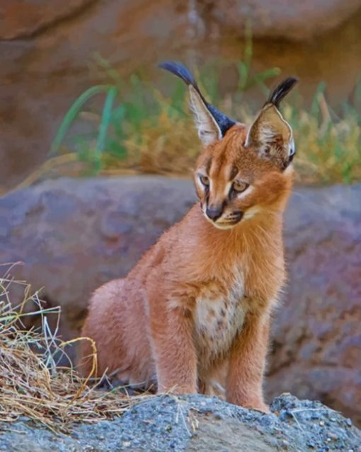 Baby Caracal Cat paint by numbers