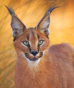 Caracal Cat Face paint by numbers