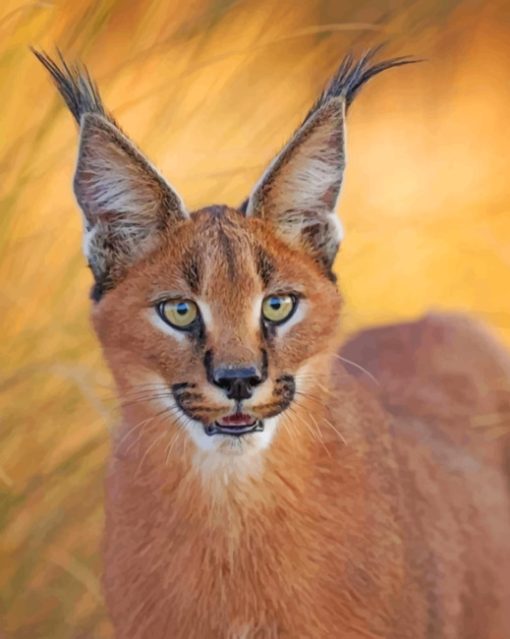 Caracal Cat Face paint by numbers