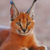 Caracal Cat paint by numbers