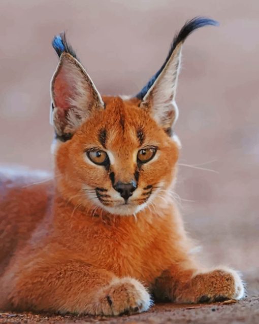 Caracal Cat paint by numbers