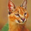 Caracal Cat Portrait paint by numbers