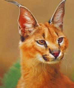 Caracal Cat Portrait paint by numbers