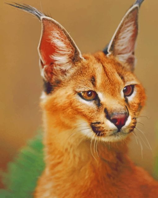 Caracal Cat Portrait paint by numbers